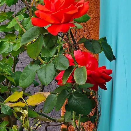 Mexicana Yellow Lejlighed Zadar