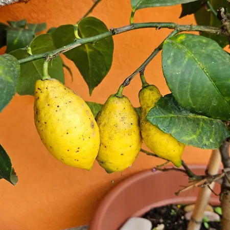 Mexicana Yellow דירה