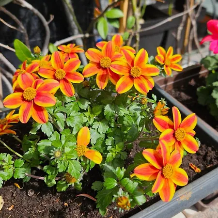 Διαμέρισμα Mexicana Yellow Ζαντάρ