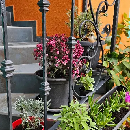 Mexicana Yellow Lejlighed