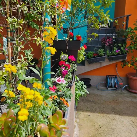 Lejlighed Mexicana Yellow
