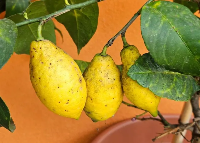 Mexicana Yellow アパート