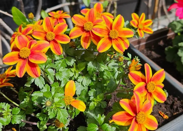 アパート Mexicana Yellow ザダル